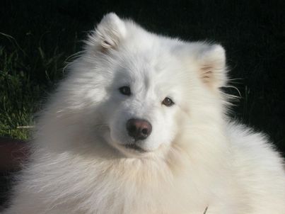 A happy Samoyed looks into the camera