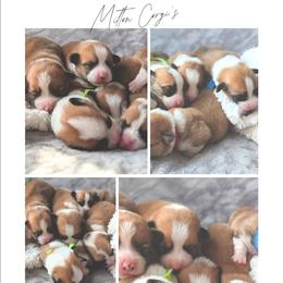 Boy 1 - White and red male Pembroke Welsh Corgi puppy in Milton, Florida from Milton Corgis