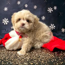 Shihpoo and Shih Tzu Puppies from Lilli’s Shih tzus and Shih poos