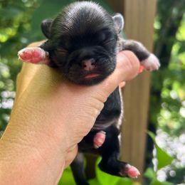 Nym - Fawn sable female Pekingese puppy in Marshall, North Carolina from Wild Flower Pekingese