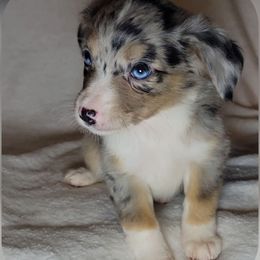 Luna - Blue merle female Miniature Australian Shepherd puppy in Sunbury, Pennsylvania from Elemental Mini Aussies