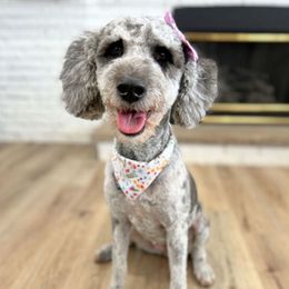 Cleo - Bernedoodle