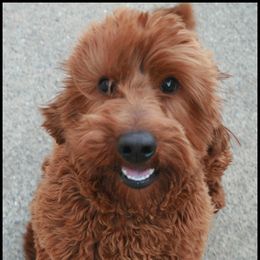 Doug - Australian Labradoodle