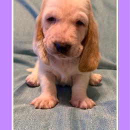 Lavender collar female - Lemon and white female Basset Hound puppy in Columbia, South Carolina from Pawmetto Hounds