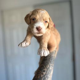 Haven - Apricot female Goldendoodle puppy in Waterford, California from Alvdoodles