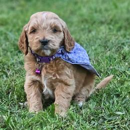 Macadamia- Purple Collar - Apricot female Goldendoodle puppy in Bonham, Texas from Happy Valley Puppies