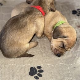 Dachshund Puppies from Spunky Sausage Pups