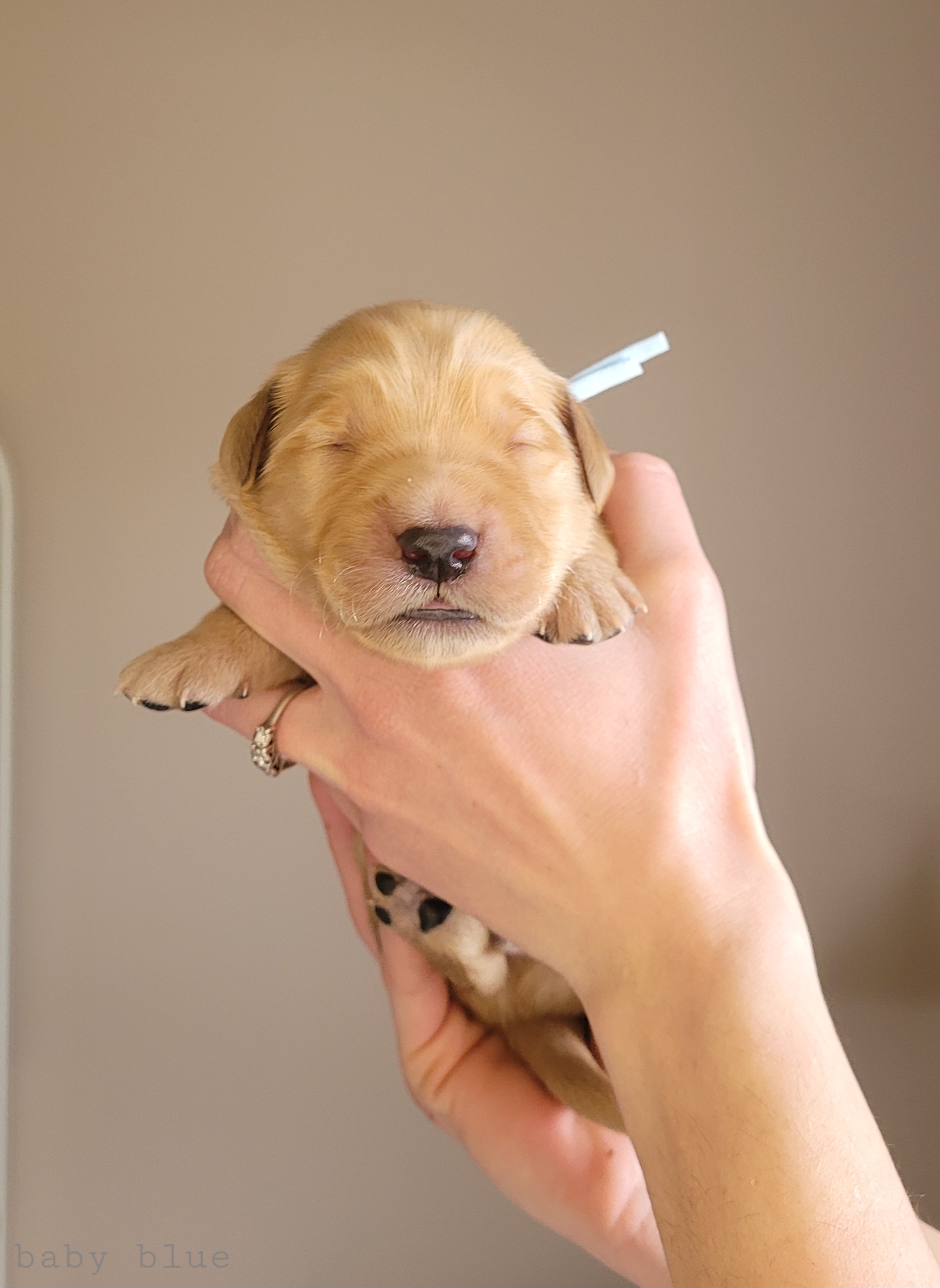 Golden Retriever Puppies from Middlecreek Goldens