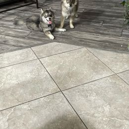 Pomsky Puppies from Peekaboo Pomskies