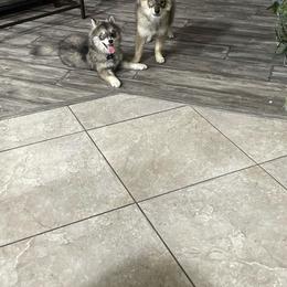 Pomsky Puppies from Peekaboo Pomskies