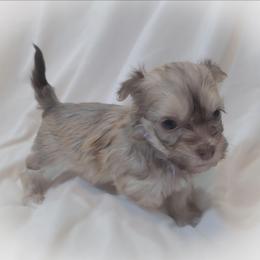 Tiny - Fawn sable female Havanese puppy in Medina, Ohio from Momma's Minis