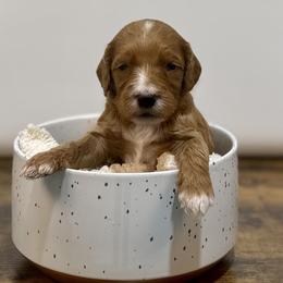 Fudge - Red  male Goldendoodle puppy in Kenansville, North Carolina from J+A Family Doodles