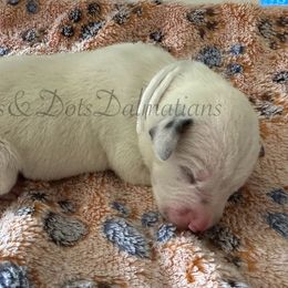 White - White and black female Dalmatian puppy in Jacksonville, North Carolina from Spots and Dots Dalmatians