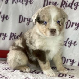 Red Merle Male - Red merle Miniature Australian Shepherd puppy in Cusick, Washington from Dry Ridge Miniature Australian Shepherds