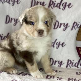 Red Merle Male - Red merle Miniature Australian Shepherd puppy in Cusick, Washington from Dry Ridge Miniature Australian Shepherds