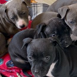 American Staffordshire Terriers from Noahz Amstaffs