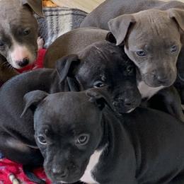 American Staffordshire Terriers from Noahz Amstaffs
