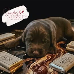 Ganache - Red tri-color male Australian Shepherd puppy in Fultonville, New York from Sandy Aussies & Pomeranians