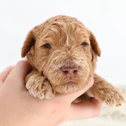 Pumpkin - Apricot female Goldendoodle puppy in Mesa, Arizona from Schmidt’s Doxies N Doodles