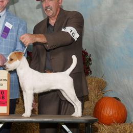 Parson Russell Terriers from spring canyon