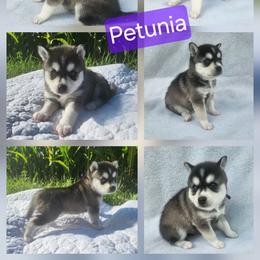 Petunia - Black and white female Alaskan Klee Kai puppy in Byron Center, Michigan from Family Friendly Labradors & Klee Kai