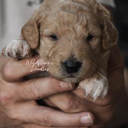 Expresso - Apricot male Goldendoodle puppy in Madison, Georgia from Wildflower Doodles