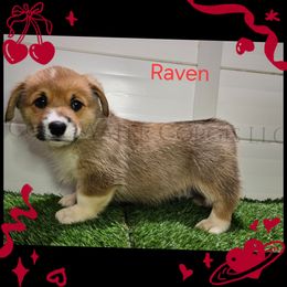 Raven - Red female Pembroke Welsh Corgi puppy in Kiowa, Colorado from Cool Water Corgis LLC