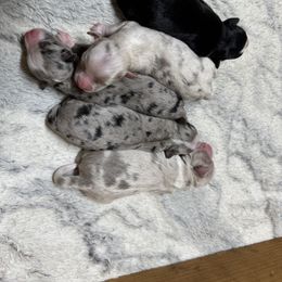 Miniature Australian Shepherd and Toy Australian Shepherd Puppies from Cherry Grove Kennel