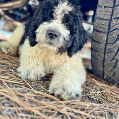 Aussiedoodle, Poodle, and Saint Berdoodle Puppies from Remington Kennels, LLC