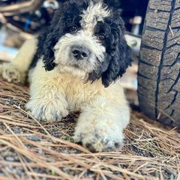 Aussiedoodle, Poodle, and Saint Berdoodle Puppies from Remington Kennels, LLC