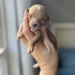 Blossom - Red  female Goldendoodle puppy in Gastonia, North Carolina from Crowders Creek Doodles