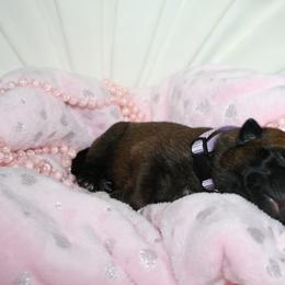 Belgian Malinois Puppies from Pyrex Kennels