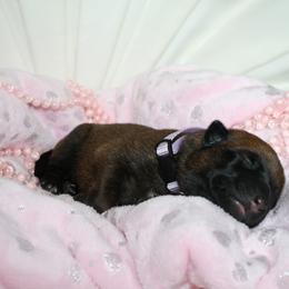 Belgian Malinois Puppies from Pyrex Kennels