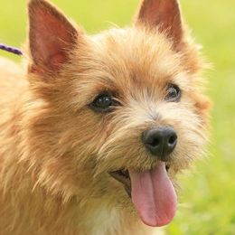 Norwich Terriers from Janora