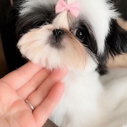 Favor - Black and white female Shih Tzu puppy in Kempner, Texas from Shih Tzu Reign