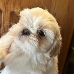 Chrissy - Cream and white female Shih Tzu puppy in Victorville, California from Precioustzus