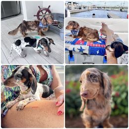 Dachshund Puppies from Larsh L❤️VE Miniature Dachshunds