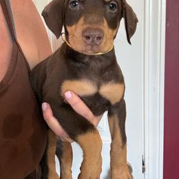 Reese - Red and rust female Doberman Pinscher puppy in Ludowici, Georgia from Royal Destiny Kennels