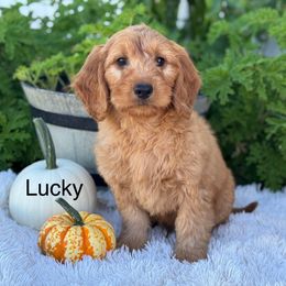 Lucky - Apricot male Goldendoodle puppy in Oxford, Pennsylvania from FriendlyPals