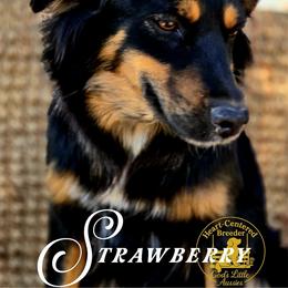 Strawberry Kiss - Black tri female Miniature Australian Shepherd puppy in Ennis, Texas from God’s Little Aussies