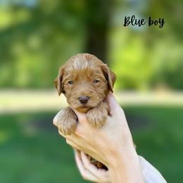 Blue boy - Red  male Goldendoodle puppy in Valdese, North Carolina from Doodling All Day Goldendoodles