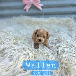 Wallen - male Cavapoochon puppy in Bullard, Texas from Cavapoochon Central LLC