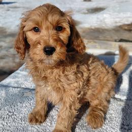 Spencer - Red  male Goldendoodle puppy in Eau Claire, Wisconsin from Fisher River Doodle's