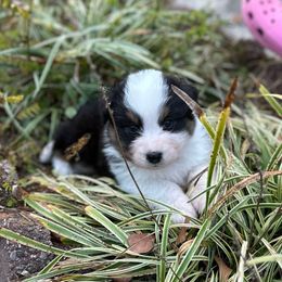 Hex - Black tri-color female Australian Shepherd puppy in Augusta, Georgia from Incendia Aussies & Dobies