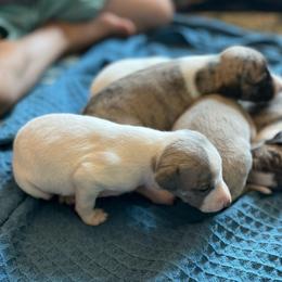 Katniss - White and blue brindle female Whippet puppy in Clinton, Tennessee from Ivanhoe Borzoi