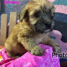 F3 - Wheaten female Soft Coated Wheaten Terrier puppy in Gladewater, Texas from Felicias Swheaties