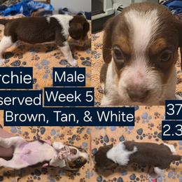 Archie Blue Male - Brown white and tan male Beagle puppy in Bemidji, Minnesota from Nse Farms Beagles