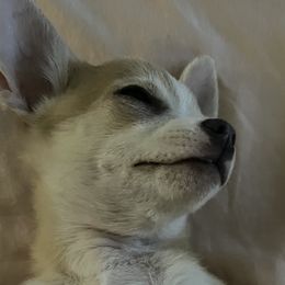 Chihuahuas and Poodles from Divine K9s LLC