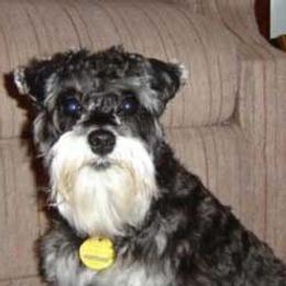 Miniature Schnauzers from Josie Peck