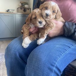 Boy 2 - Goldendoodle puppy in Salem, Utah from Pond Town Pups